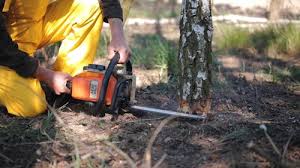 Best Hazardous Tree Removal  in Hanford, CA
