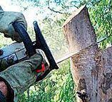 Hanford, CA Tree Care Company