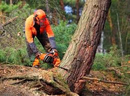 Best Commercial Tree Services  in Hanford, CA