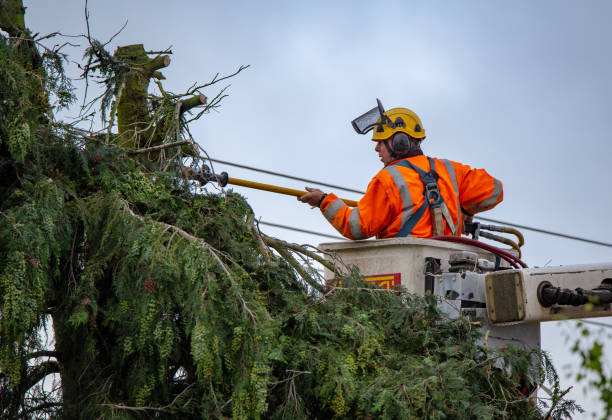 Best Tree Health Inspection  in Hanford, CA