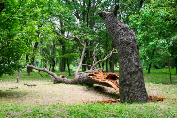 Best Emergency Tree Removal  in Hanford, CA