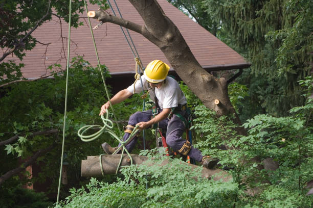 Best Lawn Pest Prevention  in Hanford, CA