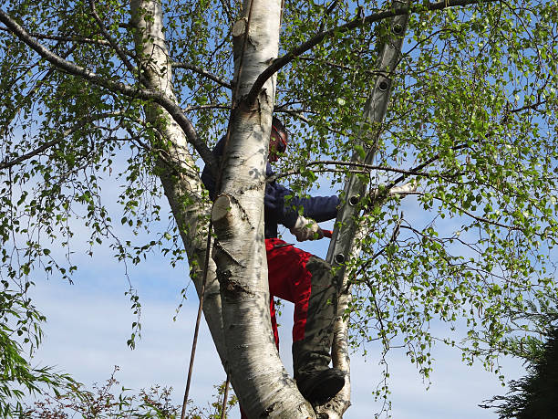 Best Tree Maintenance Programs  in Hanford, CA