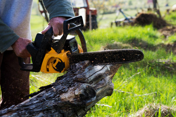 Best Arborist Consultation Services  in Hanford, CA